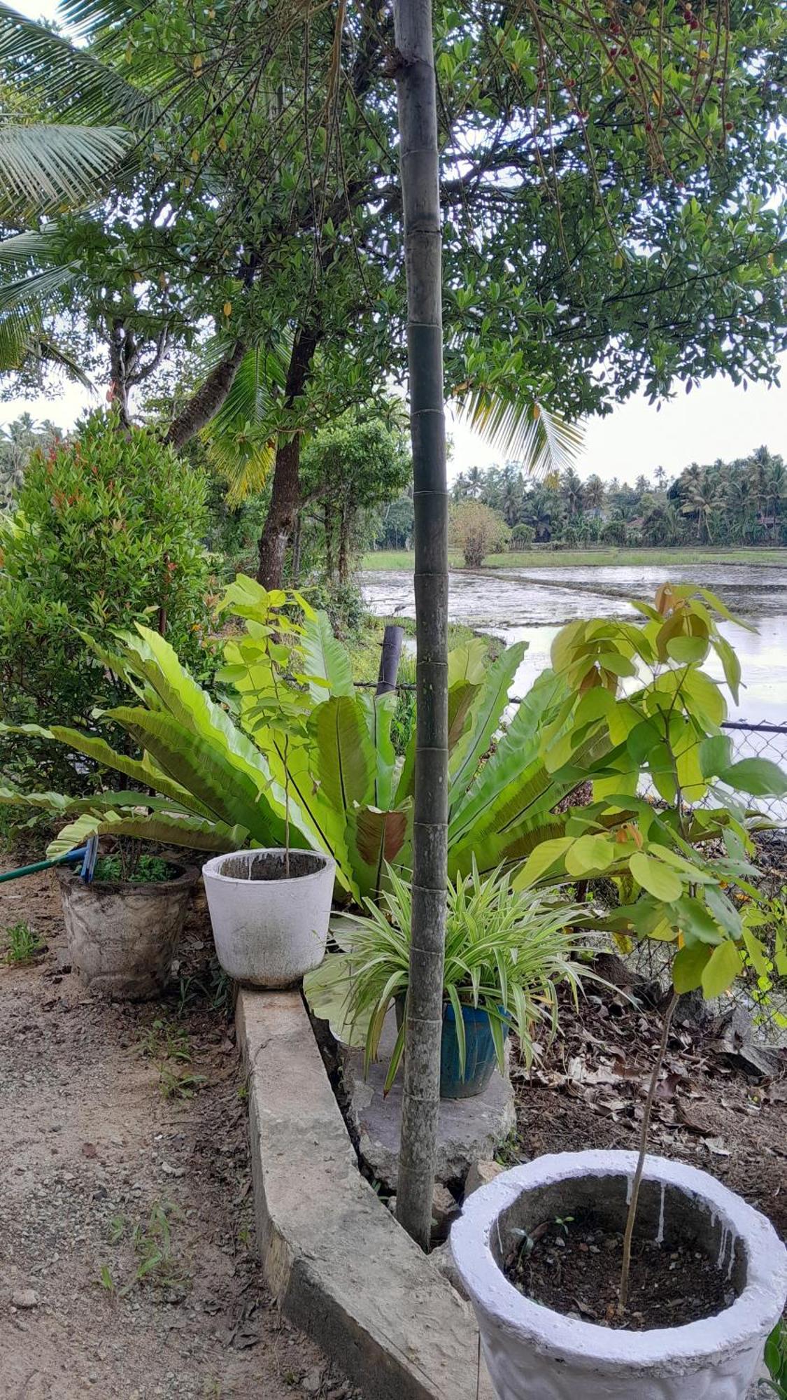 Field Island Villa - Ahangama Exterior photo